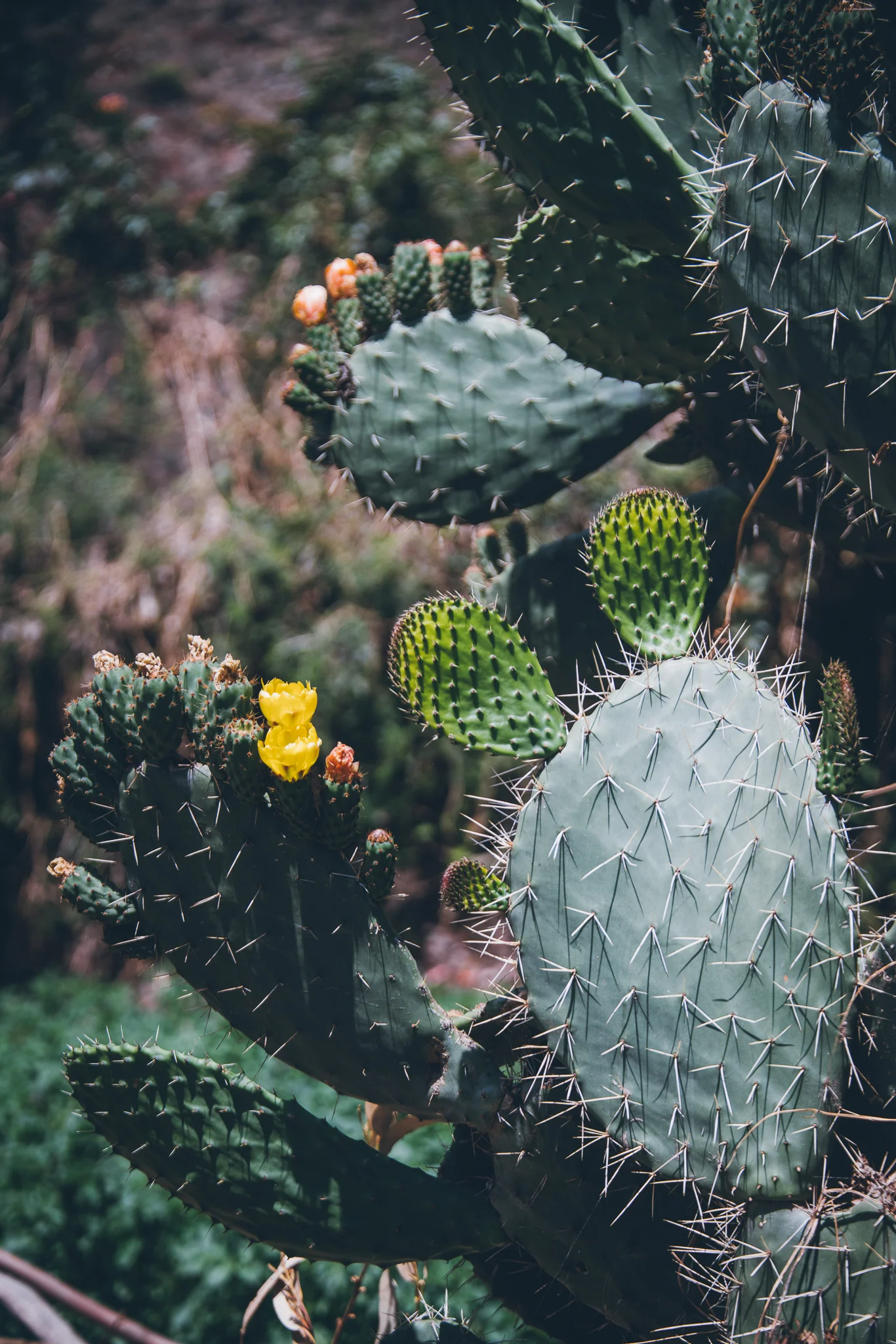 Inna Shnayder @Inna.Shnayder-39.jpg