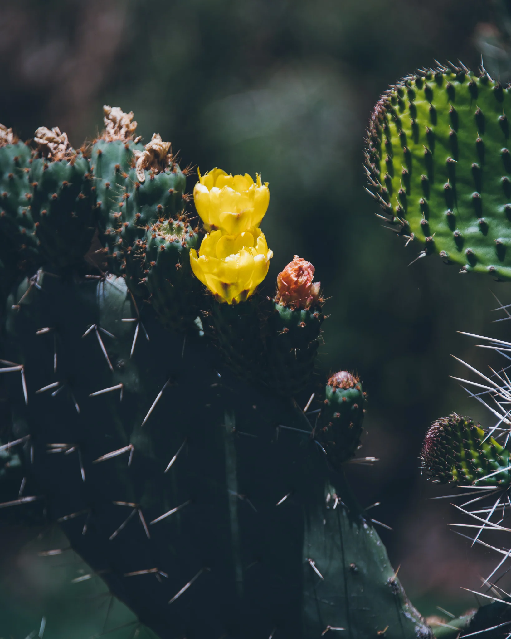 Inna Shnayder @Inna.Shnayder-38.jpg