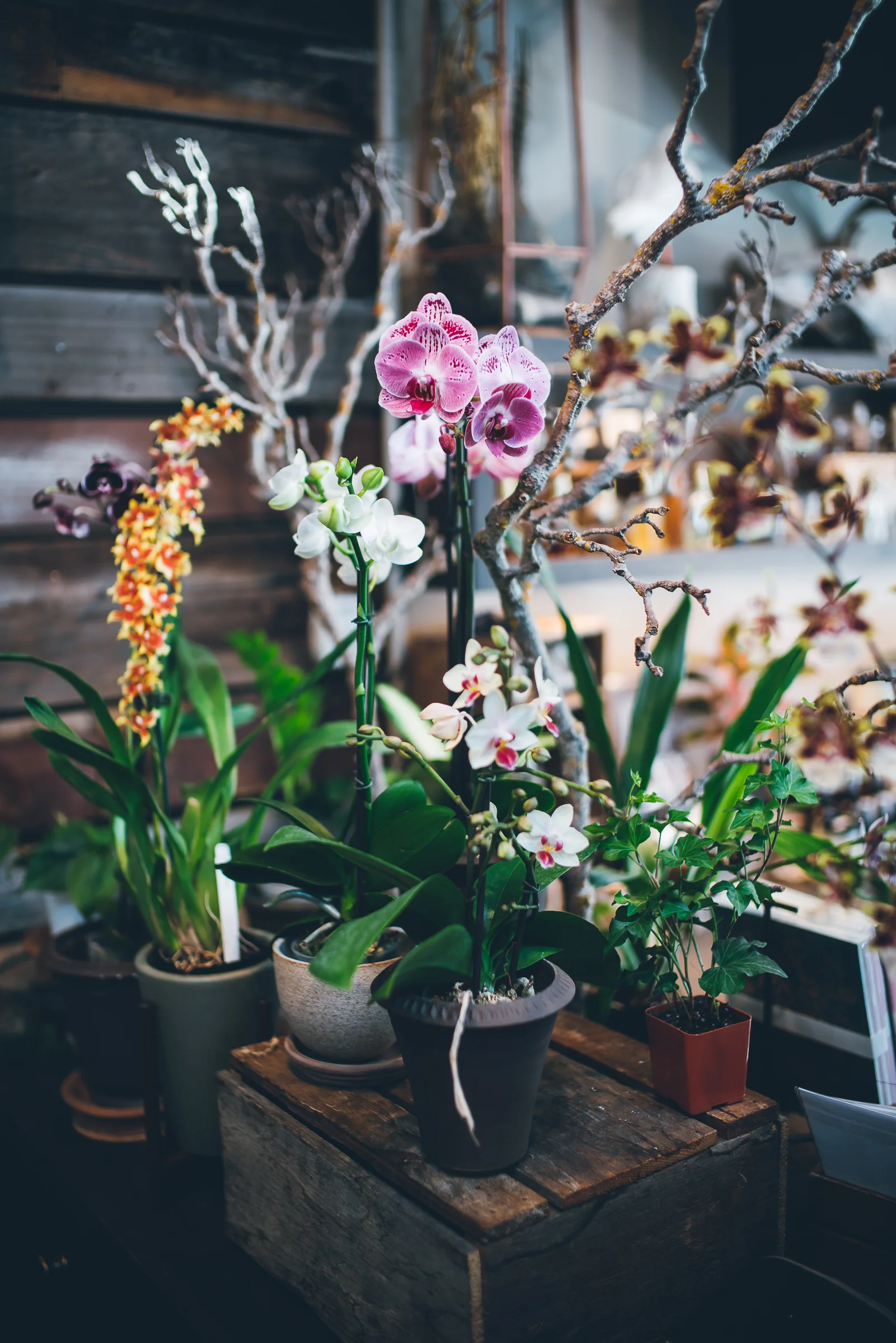 Inna Shnayder @Inna.Shnayder.jpg