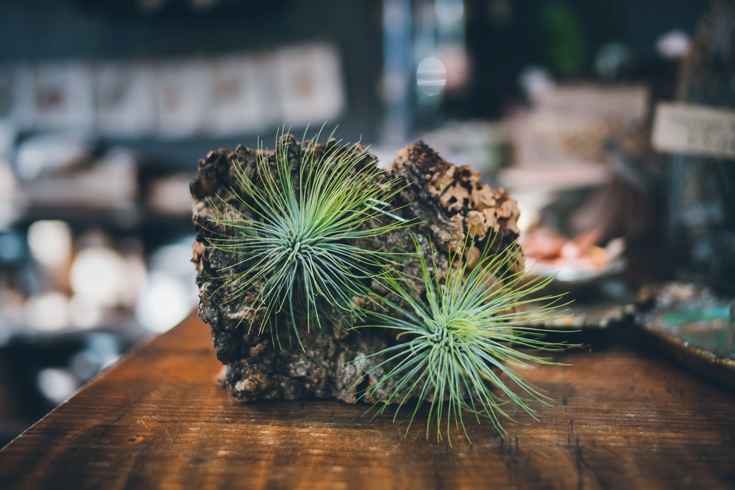 Inna Shnayder @Inna.Shnayder-10.jpg