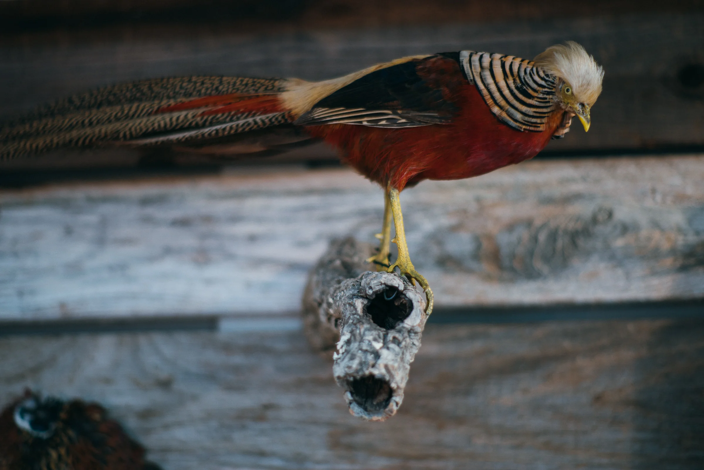 Inna Shnayder @Inna.Shnayder-16.jpg