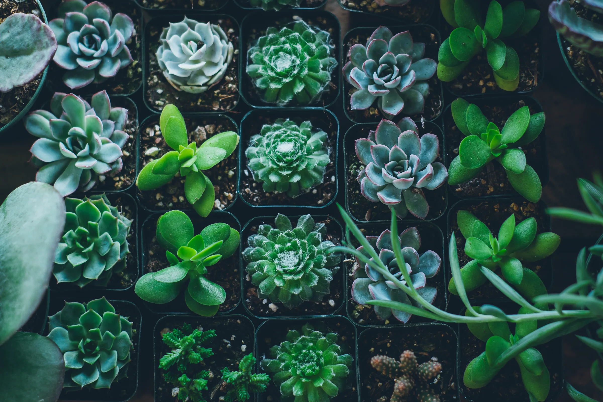 Inna Shnayder @Inna.Shnayder-19.jpg