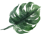 monstera.png
