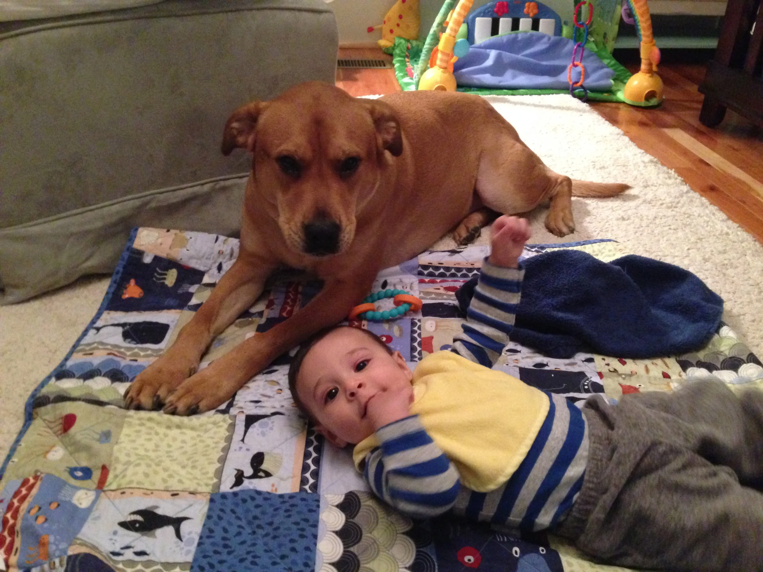 Fur Babies v. First Babies