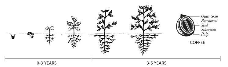 Source_SeedProgression.gif
