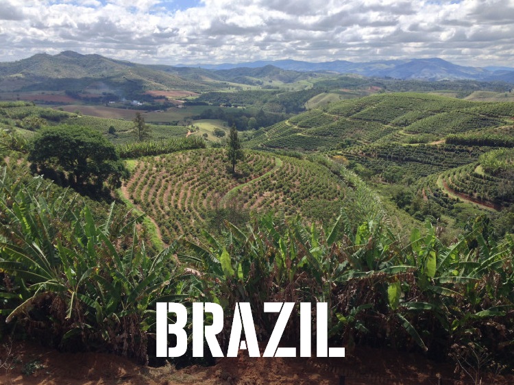 Brazil topazio web graphic.jpg