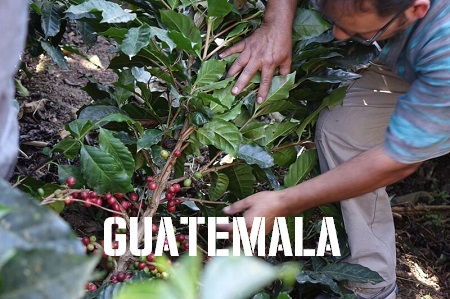 Guatemala, huehuetenango graphic.jpg