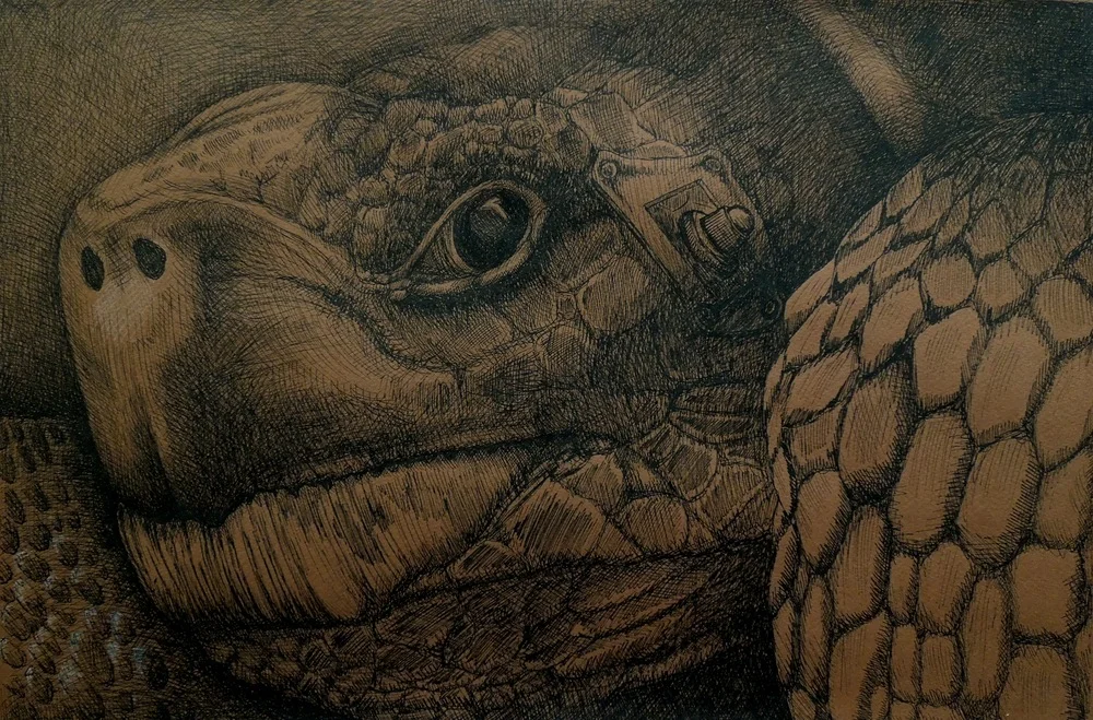 Full Disclosure18" x 24", ink on toned paper, 2015