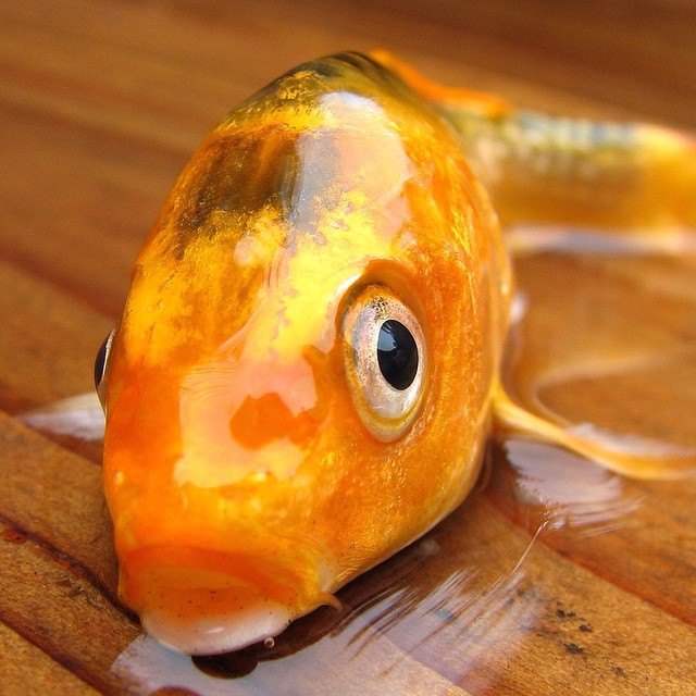 Considering building a custom home, garage, or addition? Don't feel like a fish out of water. Let Half Moon help you!