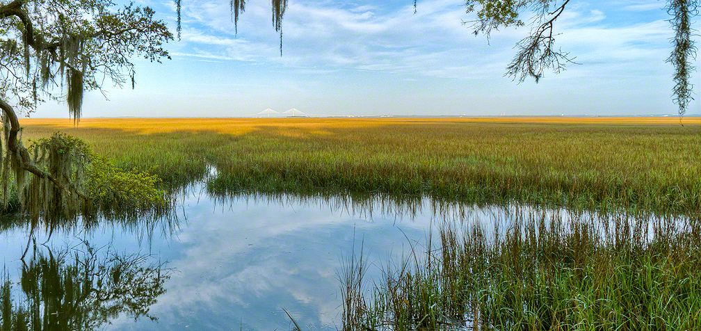 Marsh-Mellow.jpg