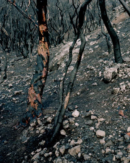 wounded_001.jpg