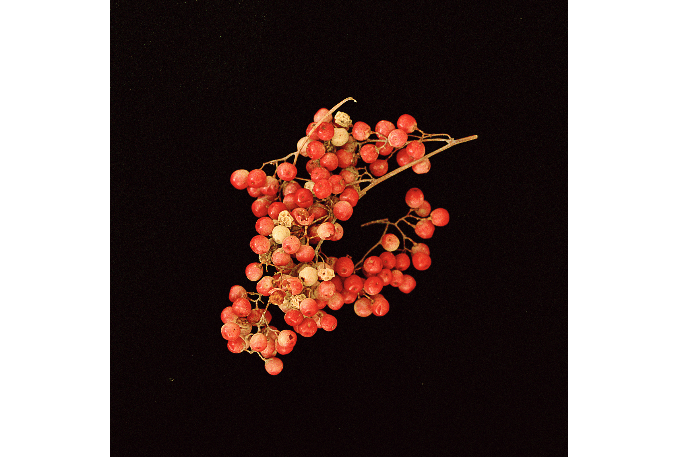 Pink peppercorn from Darat al Funun's garden, Amman, 2017