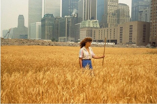 ⁣
Wheatfield &ndash; A Confrontation by Agnes Denes, Manhattan, 1982.