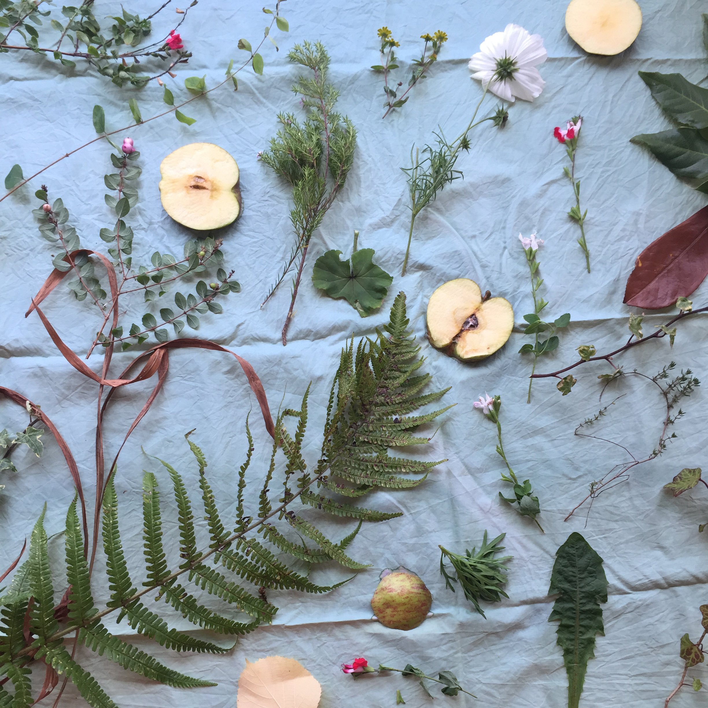 Herbarium of Resilient Plants of Resistance 2017