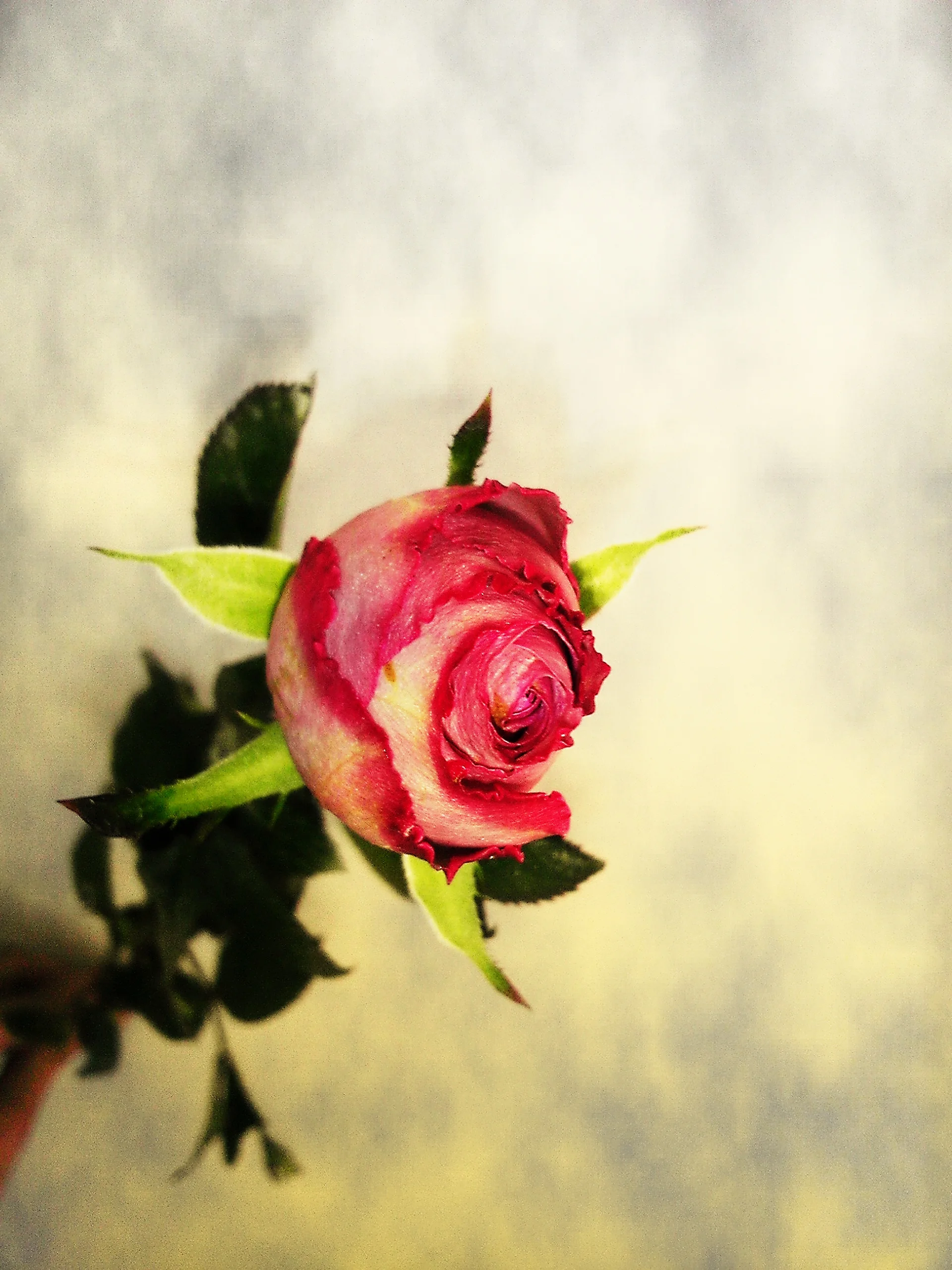 C360_2013-02-12-15-50-41.jpg