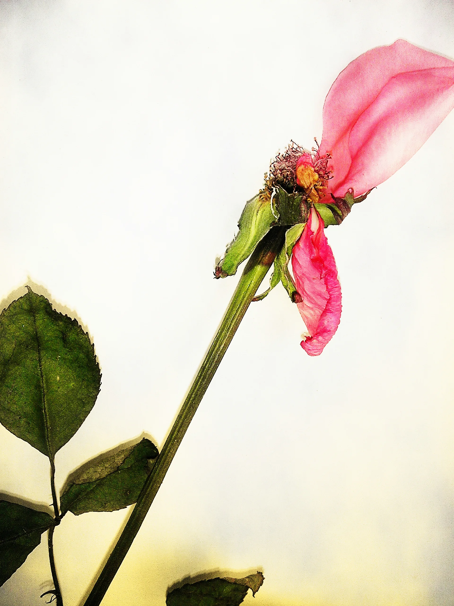 Yang_20130213_0015-3.jpg