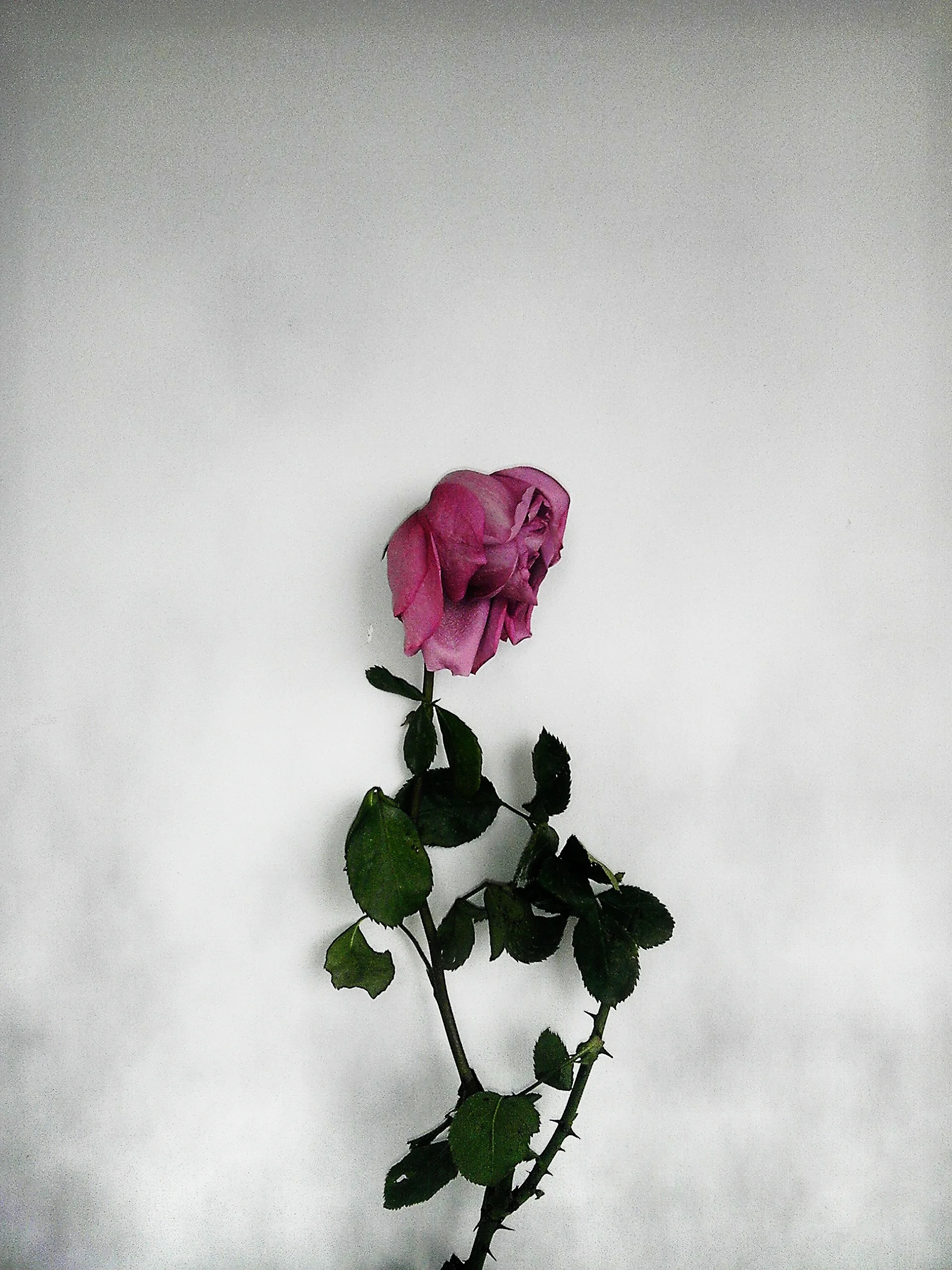 Yang_20130213_0015.jpg