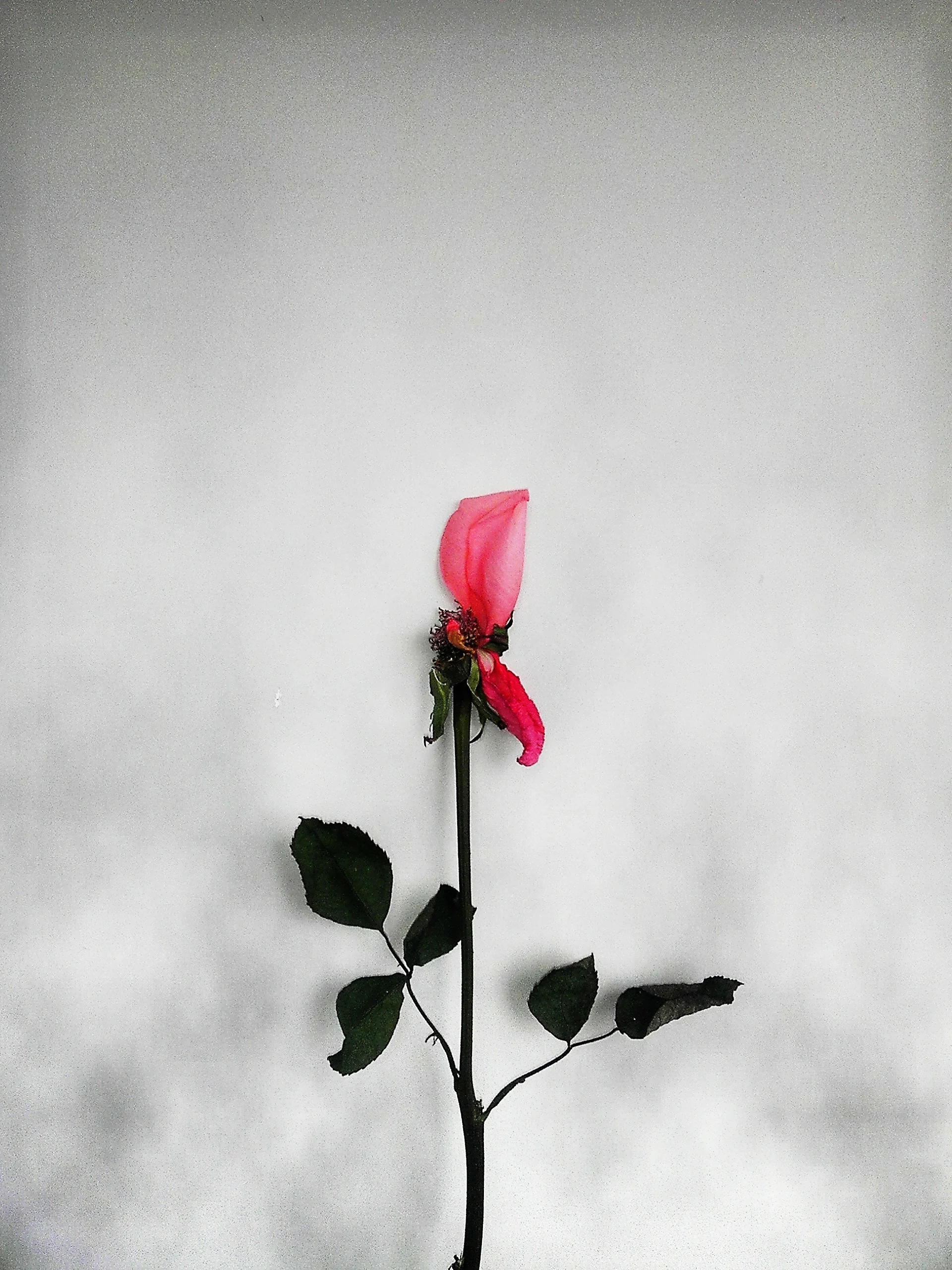Yang_20130213_0015-2.jpg