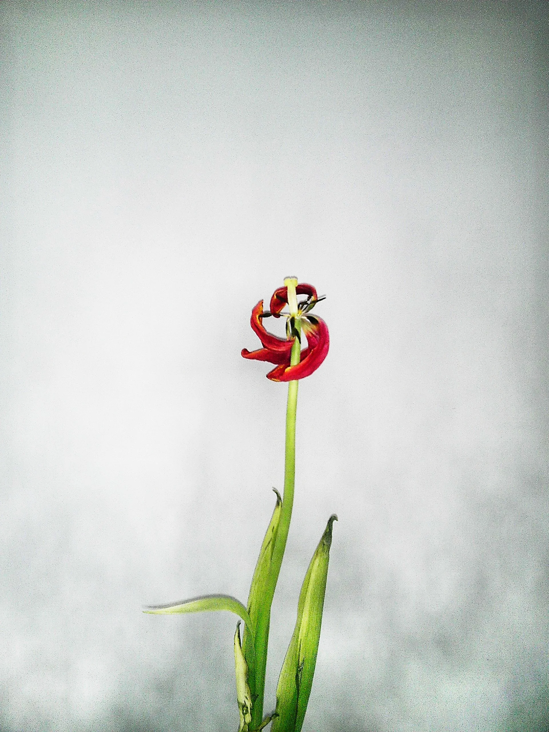 Yang_20130218_0015.jpg