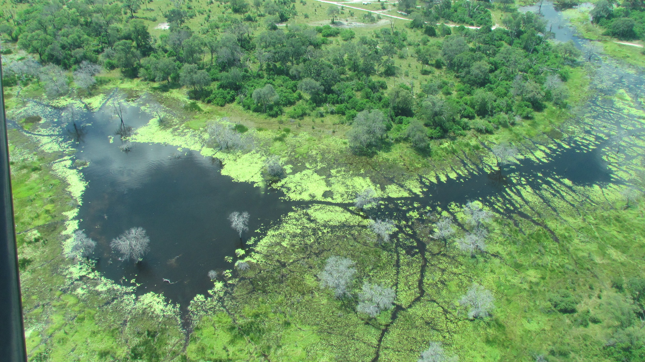 Okavango Delta, Botswana by Nicole Apelian - all rights reserved