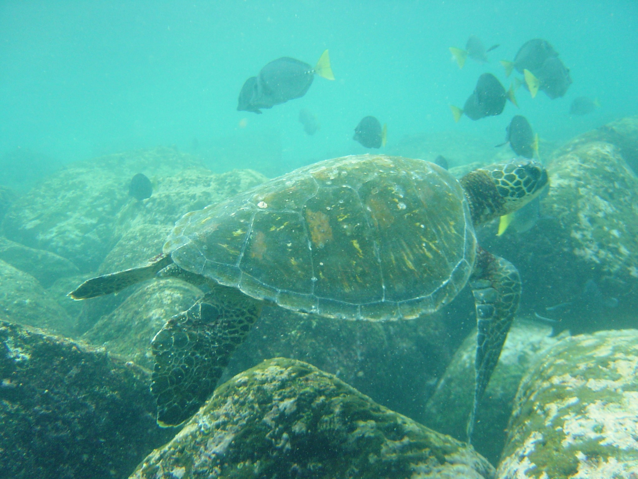 Galapagos sea turtles