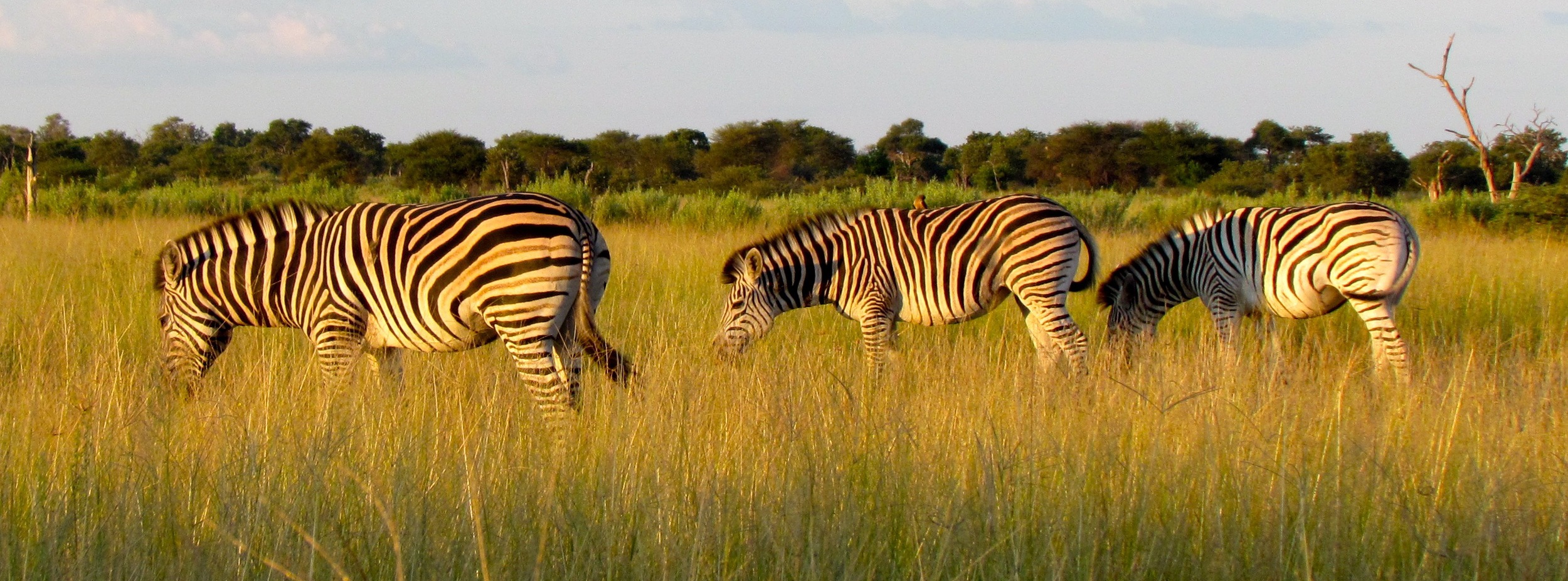 Botswana zebras by  Nicole Apelian - all rights reserved