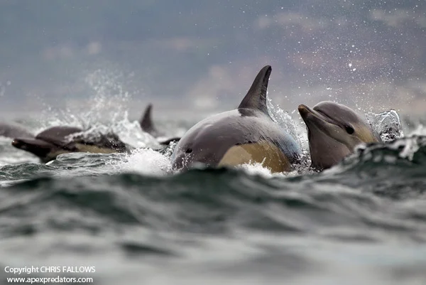 Large groups of dolphins are commonly seen in the Bay on the way out to Seal Island.