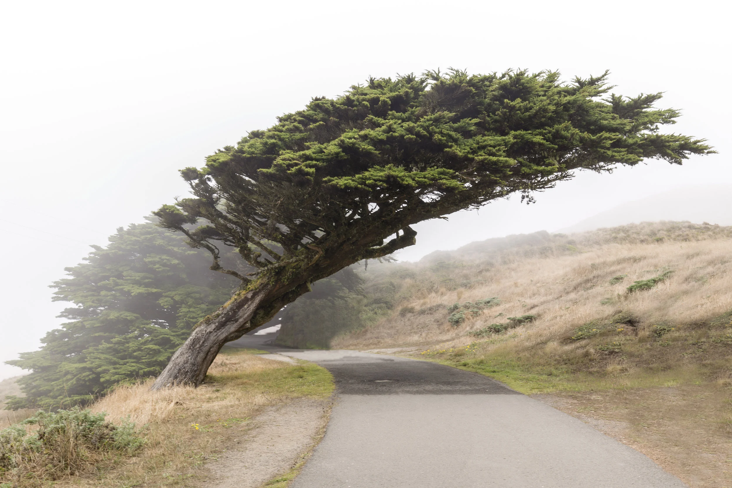 Leaning Tree, Point Reyes National Seashore, Point Reyes, CA