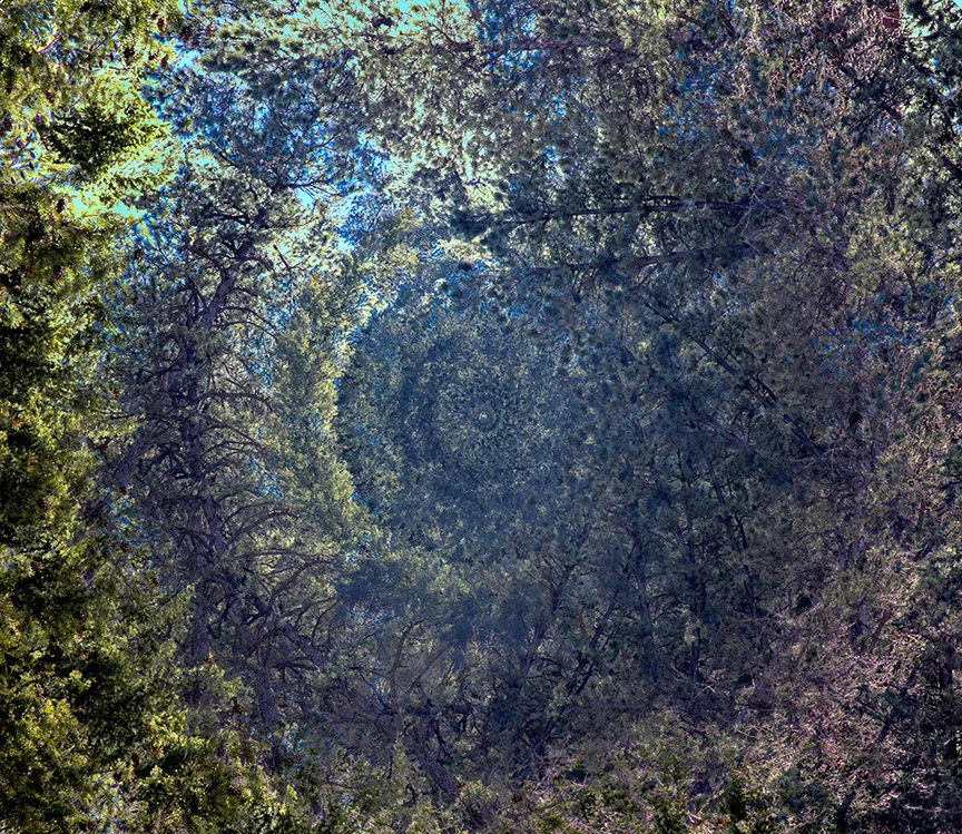 Dark Trees