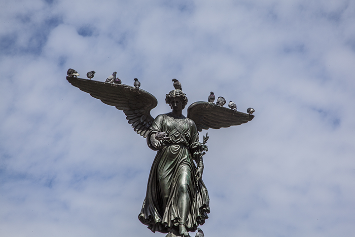 Pigeons 