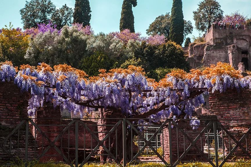 Slightly altered flowers