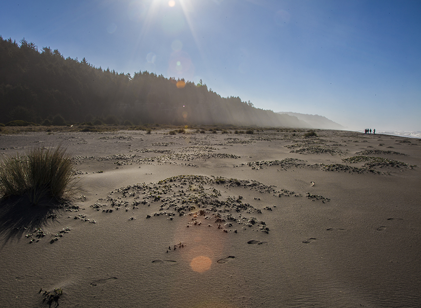 Gold Bluffs Beach