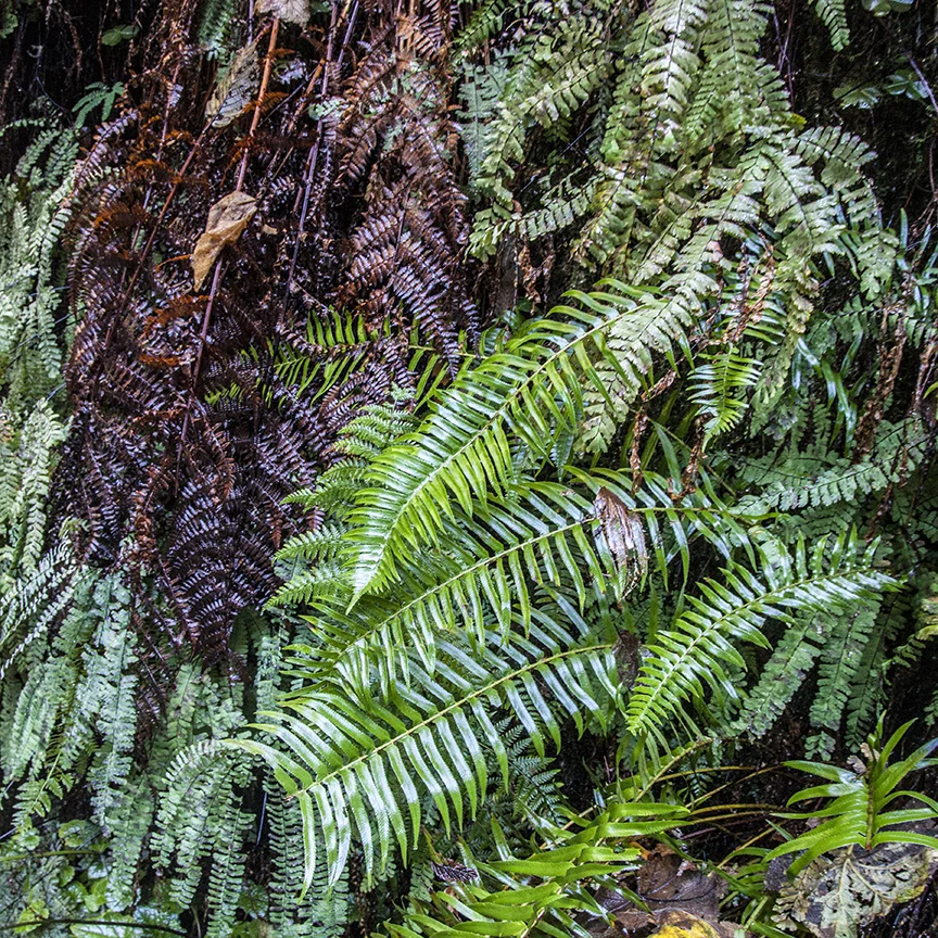 Lots of ferns