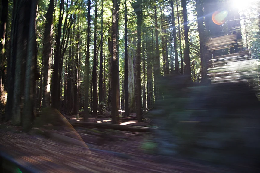 Driving to the Ave. of the Giants
