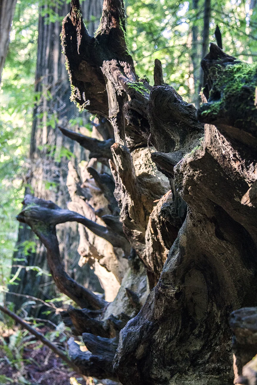 Fallen tree's roots