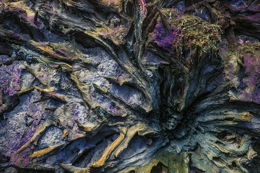 Faces in the roots