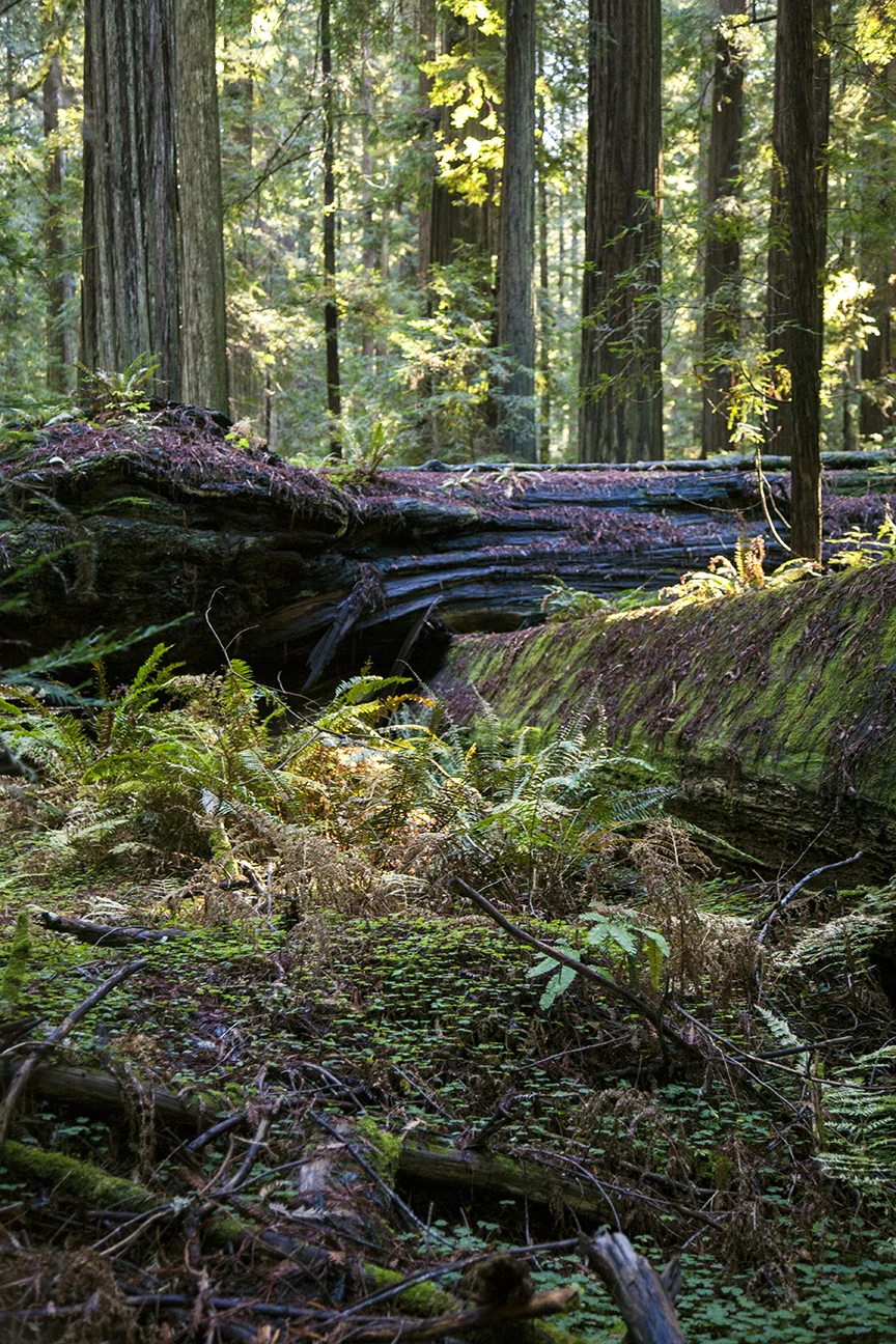 Trees