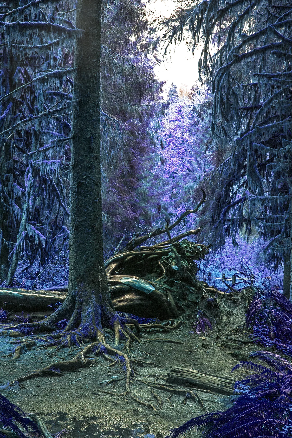 blue tree web.jpg