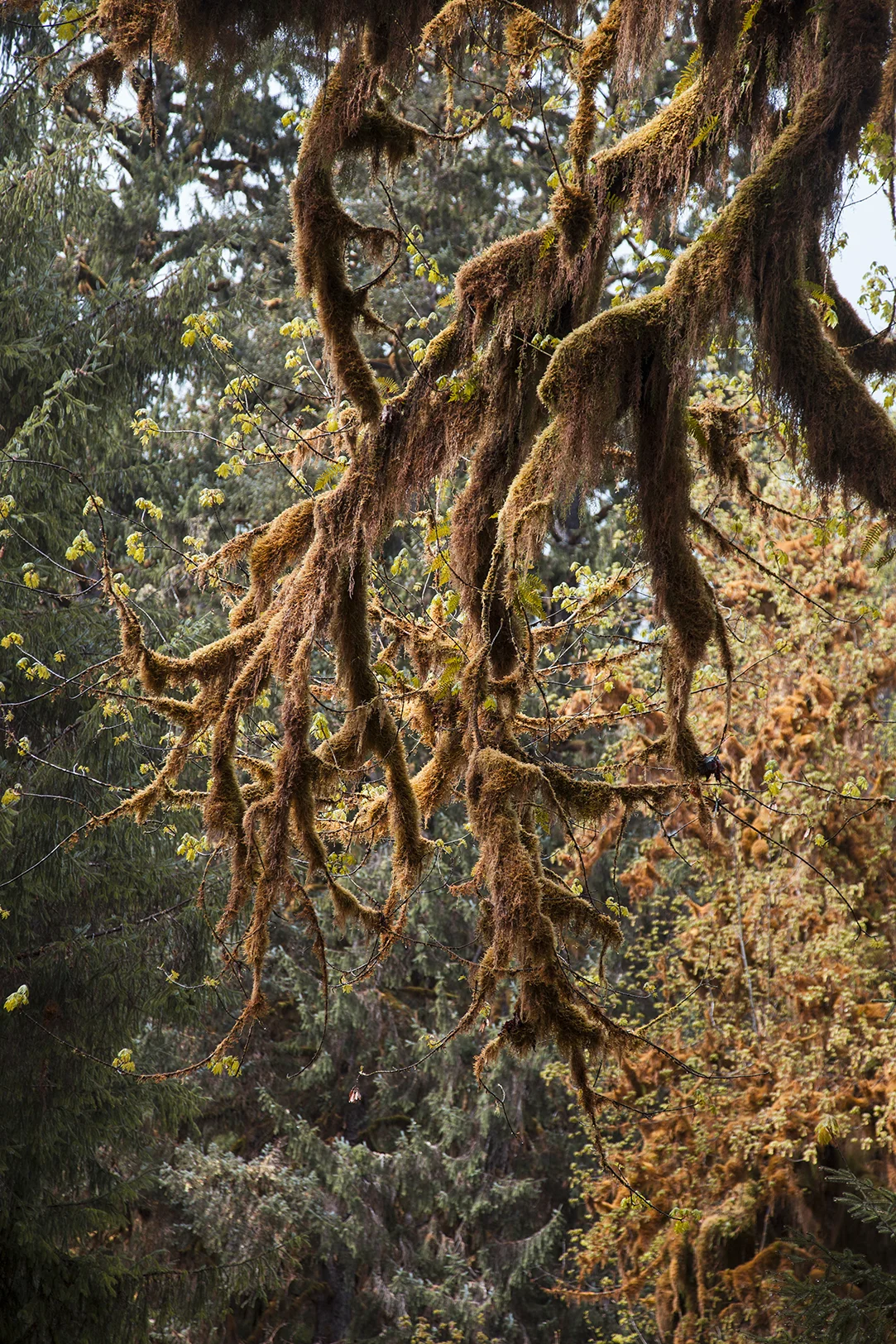 moss 2 web.jpg