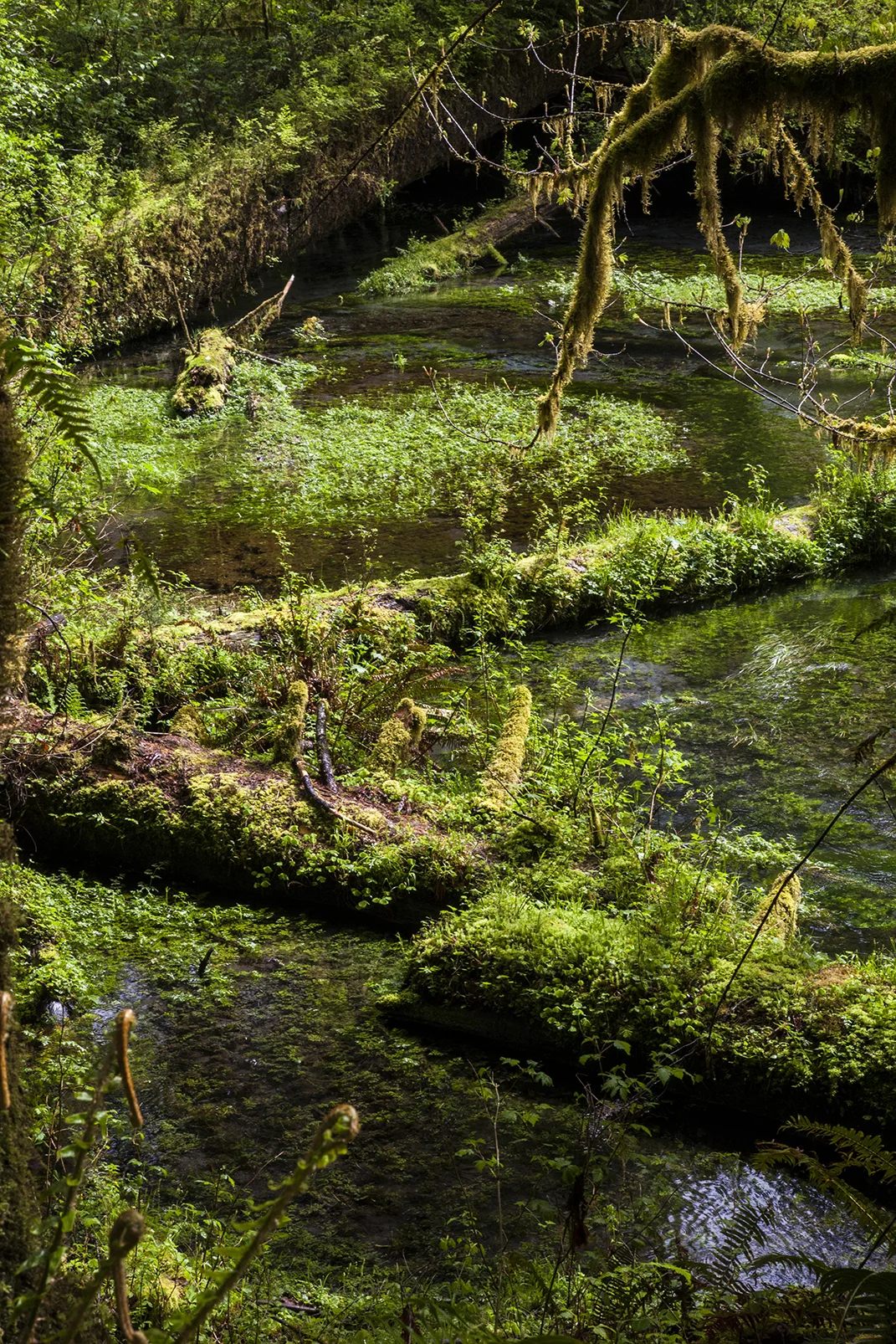 mossy creek web.jpg