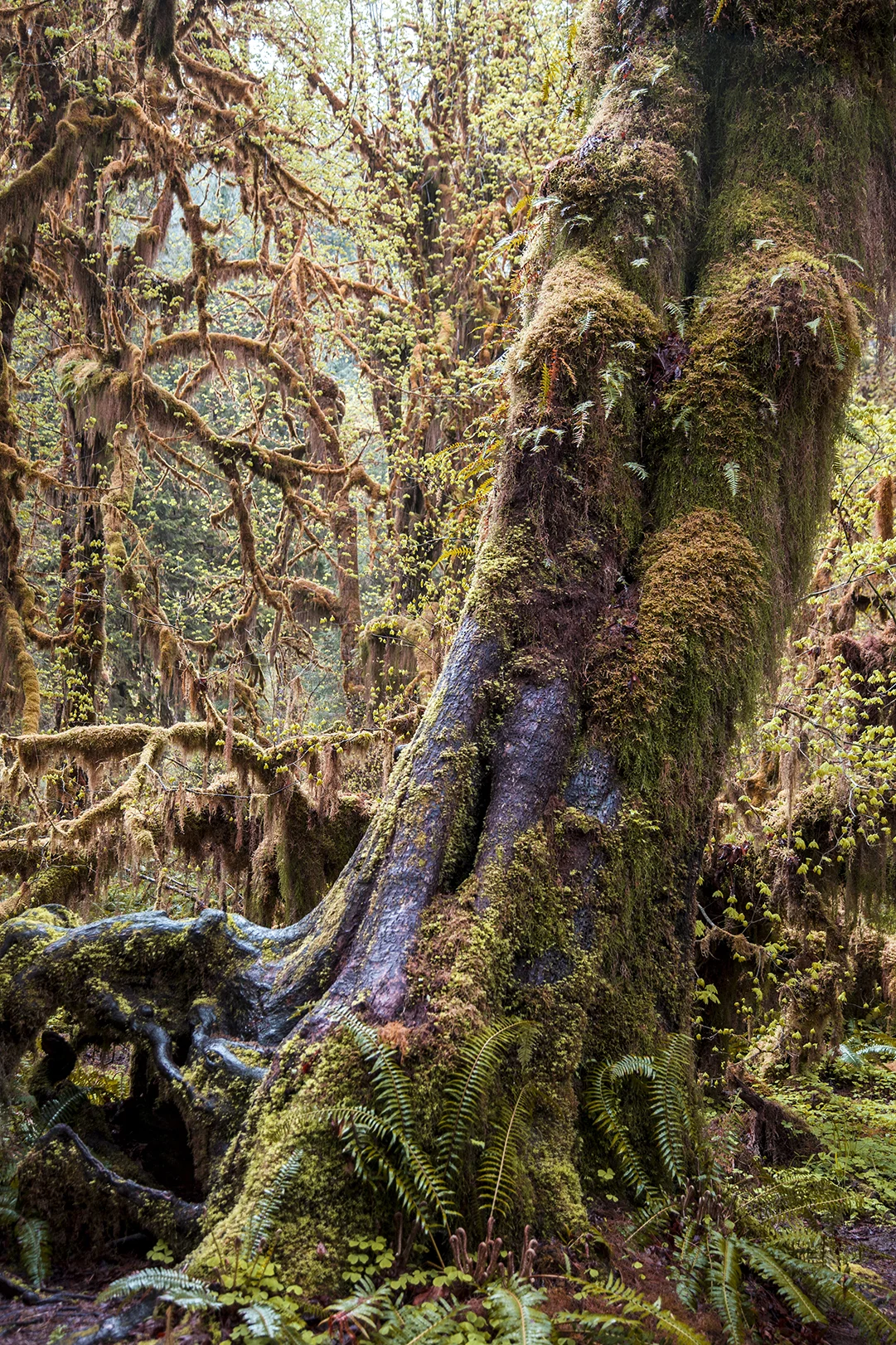 tree covered in moss web.jpg