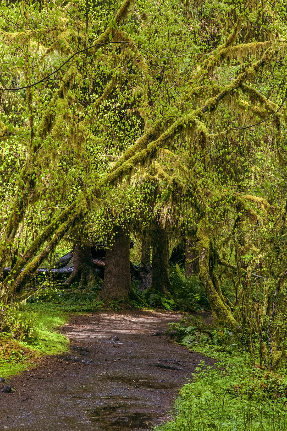 trees 1 web.jpg
