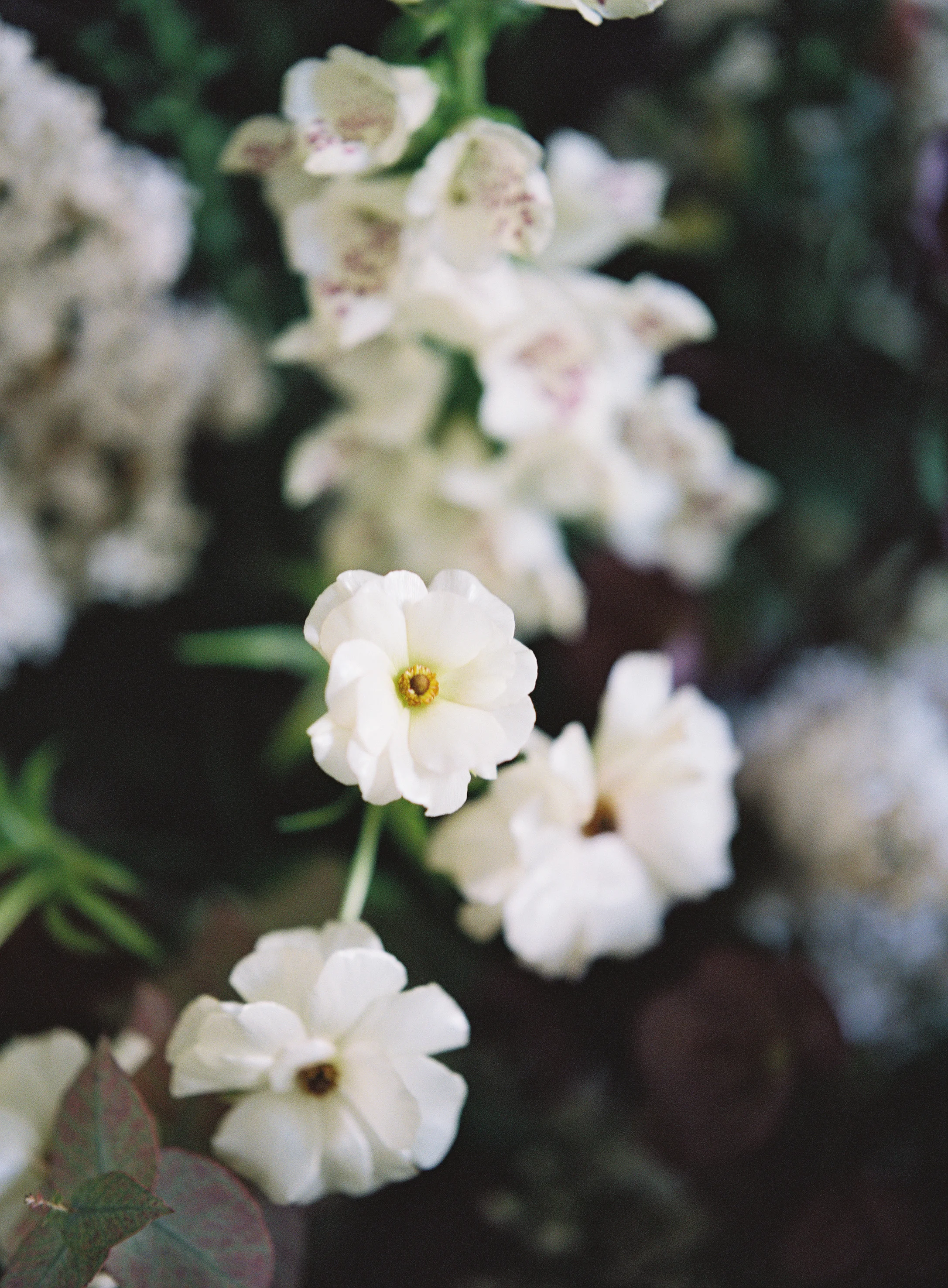 Floral2.jpg