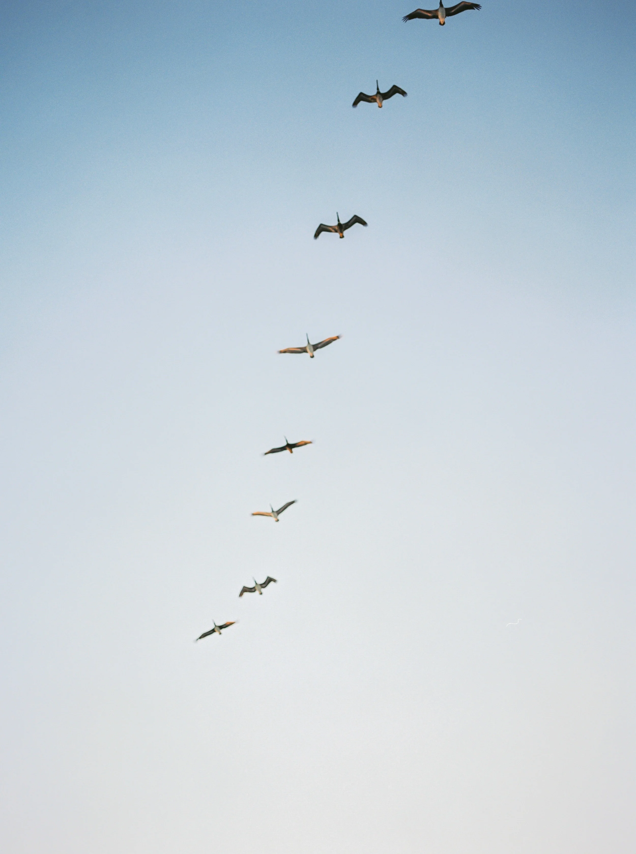 TakeFlight.jpg