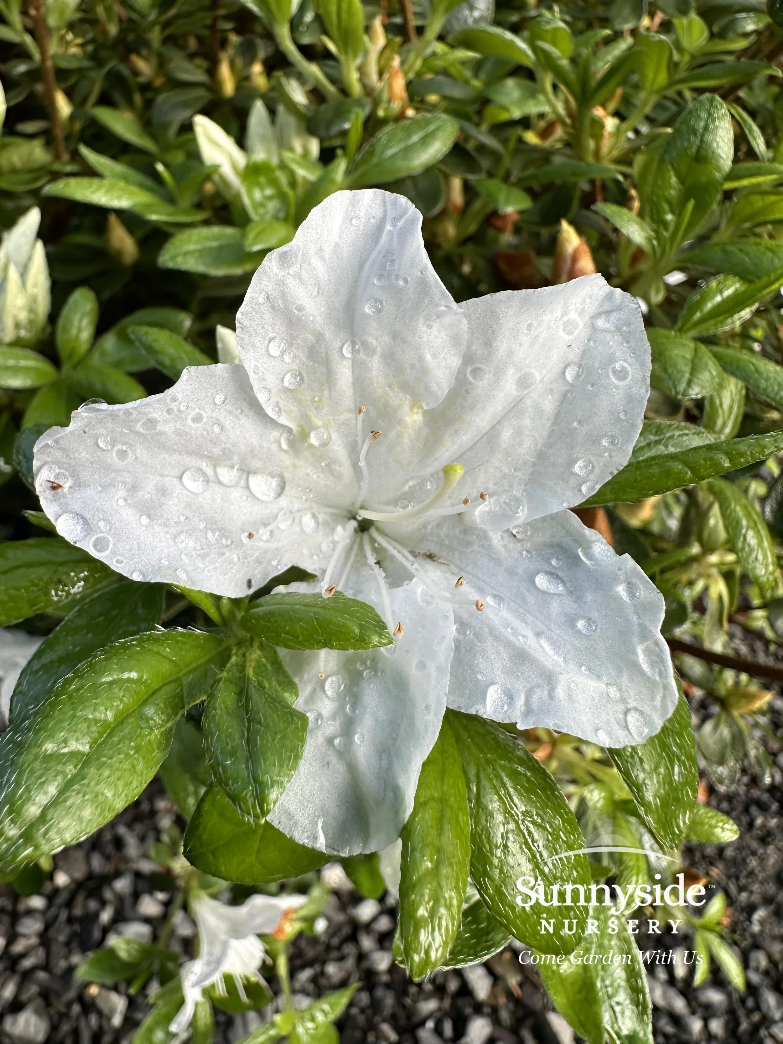 White Evergreen Azaleas — Sunnyside Nursery