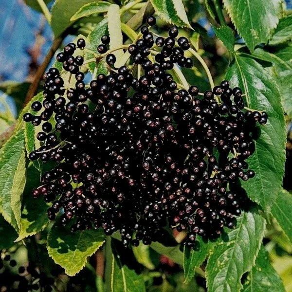 Elderberry Nova - Northwoods Nursery.jpg