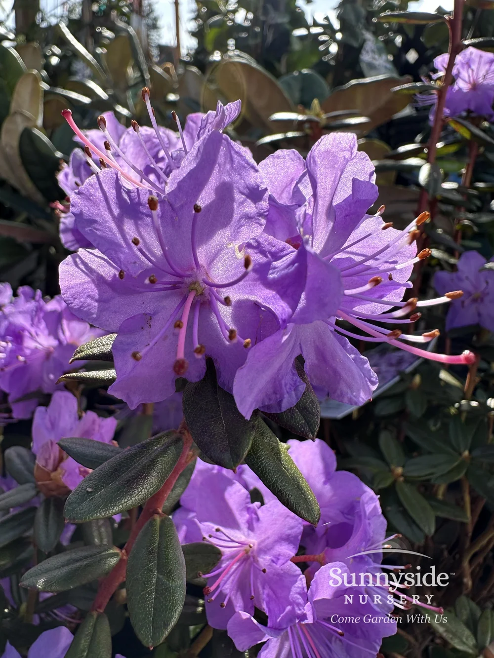 Blue & Purple Rhododendrons — Sunnyside Nursery