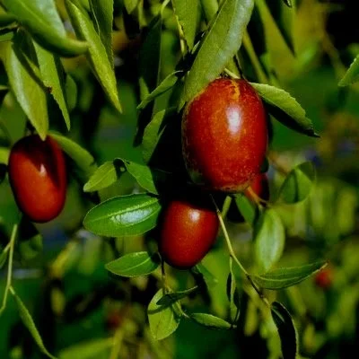 Jujube Autumn Beauty - Northwoods Nursery.jpg