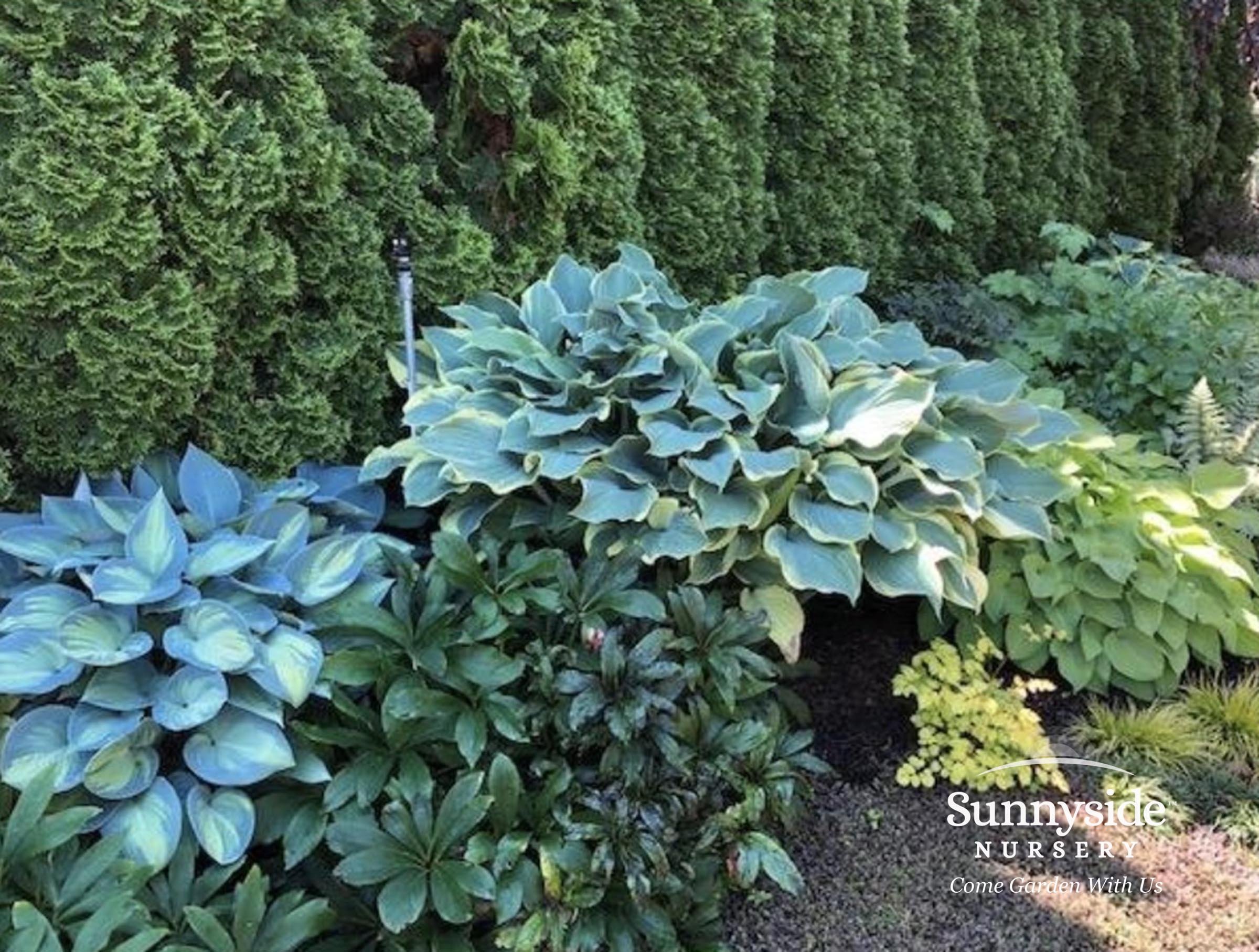 Perennials — Sunnyside Nursery