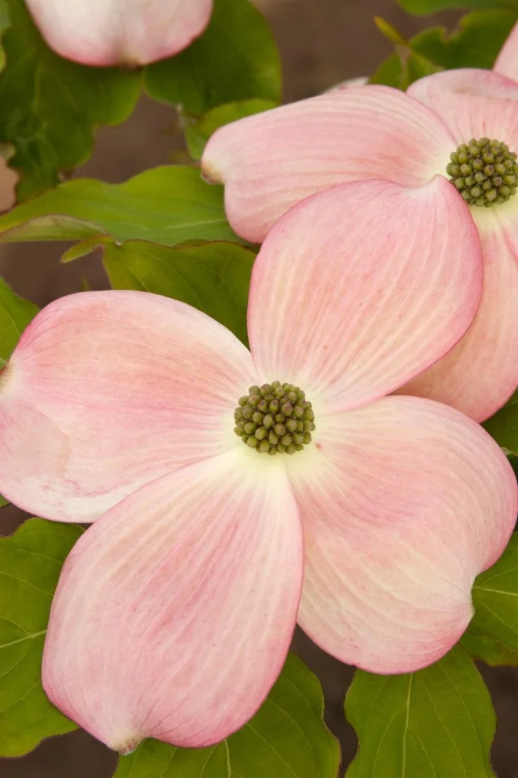A June Standout Korean Dogwoods And Their Hybrids — Sunnyside Nursery